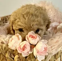 Treasure, a female Poodle - Toy  for sale in Puyallup, WA – 2 of 8