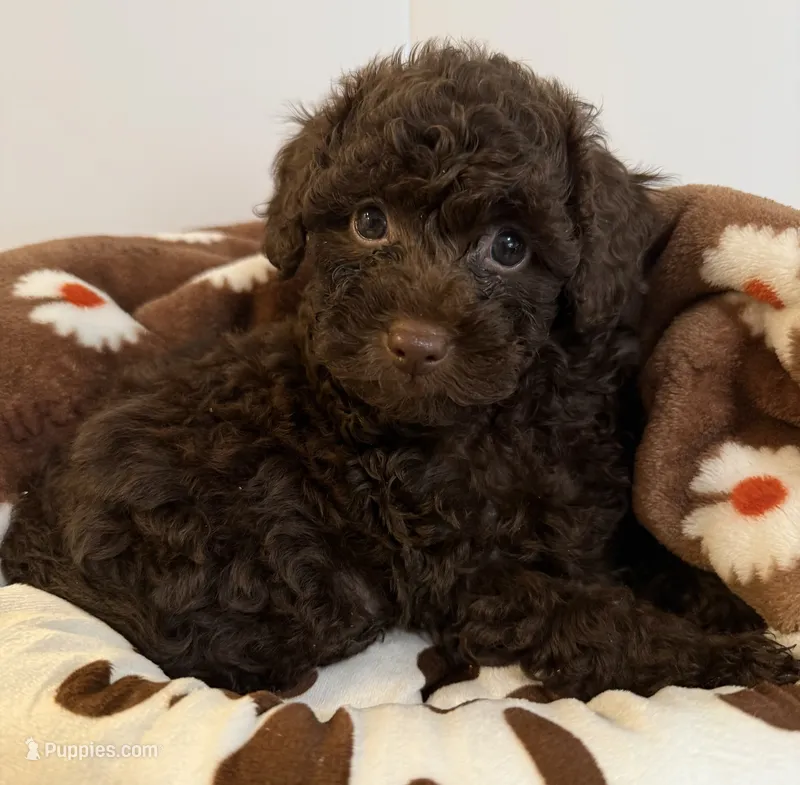 Buster Brown – Poodle - Toy  puppy for sale in Puyallup, WA