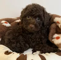 SOLD🧸Buster Brown🤎 SOLD, a male Poodle - Toy  for sale in Puyallup, WA – 3 of 5