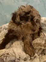 Timber-brown merle-sold, a male Poodle - Toy  for sale in Puyallup, WA – 3 of 3