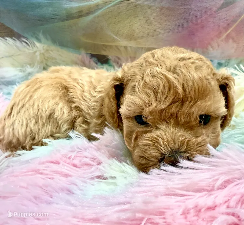 Clarice PENDING!!! – Poodle - Toy  puppy for sale in Puyallup, WA