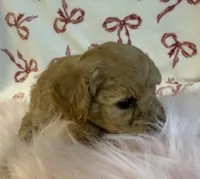 ☀️ Sunshine ☀️ , a female Poodle - Toy  for sale in Puyallup, WA – 2 of 4