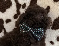 🐶 Curly (dark brown)🤎🐾, a male Poodle - Toy  for sale in Puyallup, WA – 1 of 7