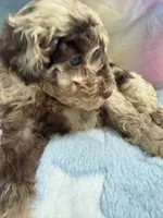 Timber-brown merle, a male Poodle - Miniature  for sale in Puyallup, WA – 3 of 6