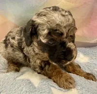 Levi, a male Poodle - Toy  for sale in Puyallup, WA – 2 of 3