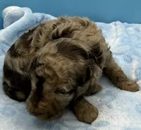 Buck, a male Poodle - Miniature  for sale in Puyallup, WA – 2 of 4