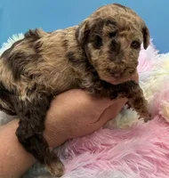 Buck, a male Poodle - Miniature  for sale in Puyallup, WA – 3 of 4
