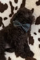 🐶 Curly (dark brown)🤎🐾, a male Poodle - Toy  for sale in Puyallup, WA – 3 of 7