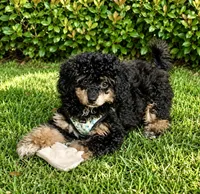 Bianca-GUARDIAN HOME!, a female Poodle - Toy  for sale in Puyallup, WA – 2 of 4
