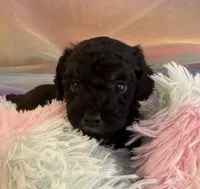 Black tux, a male Poodle - Toy  for sale in Puyallup, WA – 2 of 7