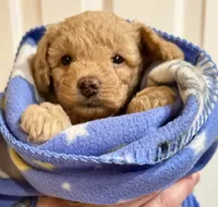 Twinkle , a male Poodle - Toy  for sale in Puyallup, WA – 4 of 5