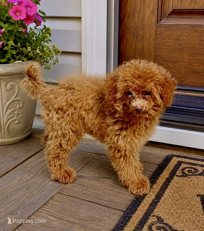 Koda🧸 – Poodle - Toy  puppy for sale in Puyallup, WA