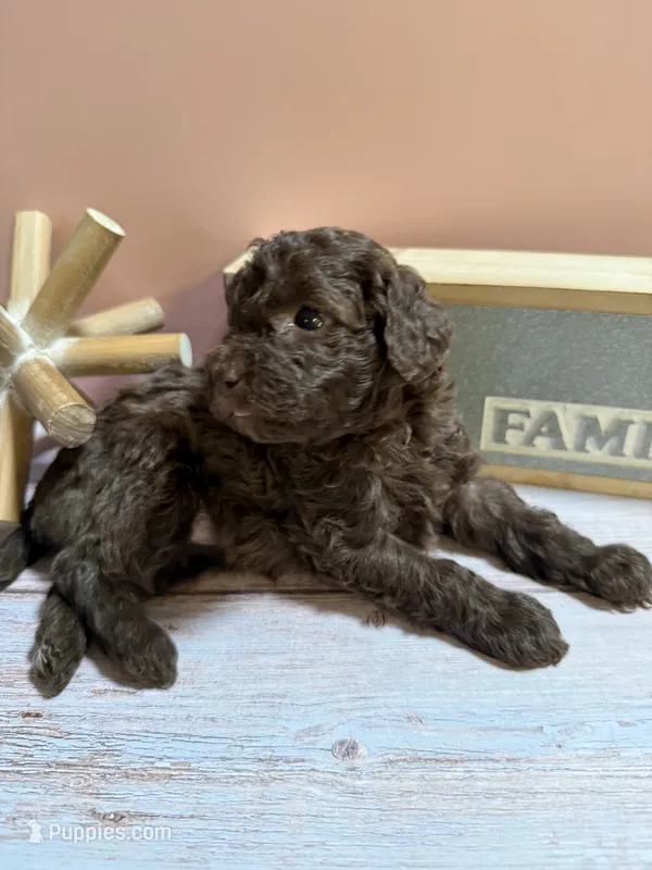 Buster Brown – Poodle - Miniature  puppy for sale in Puyallup, WA