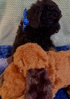  Tux black, a male Poodle - Toy  for sale in Puyallup, WA – 3 of 7