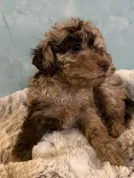 Timber-brown merle-sold, a male Poodle - Toy  for sale in Puyallup, WA – 2 of 3