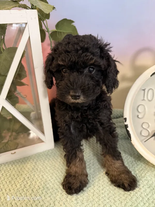 🎩 Tux black – Poodle - Toy  puppy for sale in Puyallup, WA