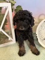 🎩 Tux black phantom 🎩, a male Poodle - Toy  for sale in Puyallup, WA – 2 of 7