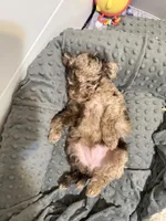 Timber-brown merle PENDING, a male Poodle - Toy  for sale in Puyallup, WA – 8 of 8