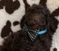 Curly, a male Poodle - Toy  for sale in Puyallup, WA – 1 of 4
