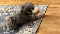 Maddie, a female Poodle - Miniature  for sale in Puyallup, WA – 2 of 2