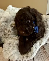 Buster Brown, a male Poodle - Toy  for sale in Puyallup, WA – 8 of 9