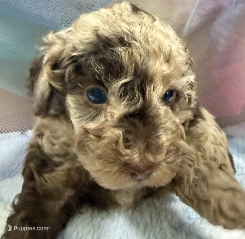 Buck – Poodle - Miniature  puppy for sale in Puyallup, WA