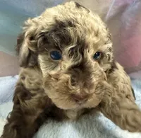 Timber-brown merle, a male Poodle - Miniature  for sale in Puyallup, WA – 1 of 6
