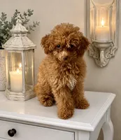 Koda🧸 Pending!, a male Poodle - Toy  for sale in Puyallup, WA – 3 of 8