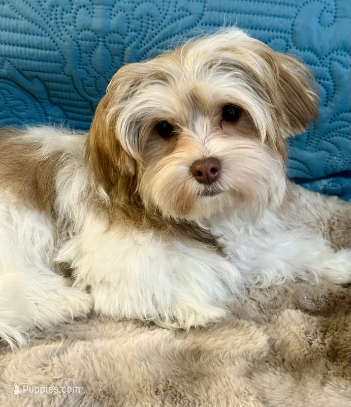 Guardian Home-free or for pet! – Morkie puppy for sale in Puyallup, WA