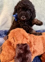  Tux black, a male Poodle - Toy  for sale in Puyallup, WA – 2 of 7