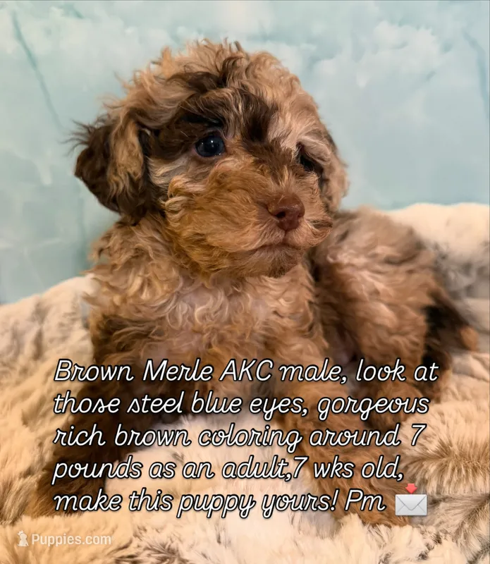 Timber-brown merle – Poodle - Toy  puppy for sale in Puyallup, WA
