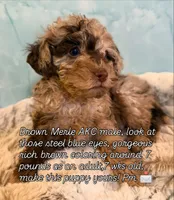 Timber-brown merle-sold, a male Poodle - Toy  for sale in Puyallup, WA – 1 of 3