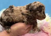 Timber-brown merle, a male Poodle - Miniature  for sale in Puyallup, WA – 6 of 6