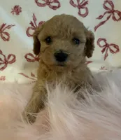 ☀️ Sunshine ☀️ , a female Poodle - Toy  for sale in Puyallup, WA – 4 of 4