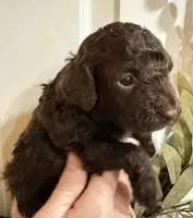 Buster Brown, a male Poodle - Miniature  for sale in Puyallup, WA – 3 of 3
