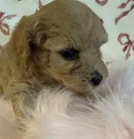 ☀️ Sunshine ☀️ , a female Poodle - Toy  for sale in Puyallup, WA – 3 of 4