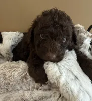Curly, a male Poodle - Toy  for sale in Puyallup, WA – 3 of 4