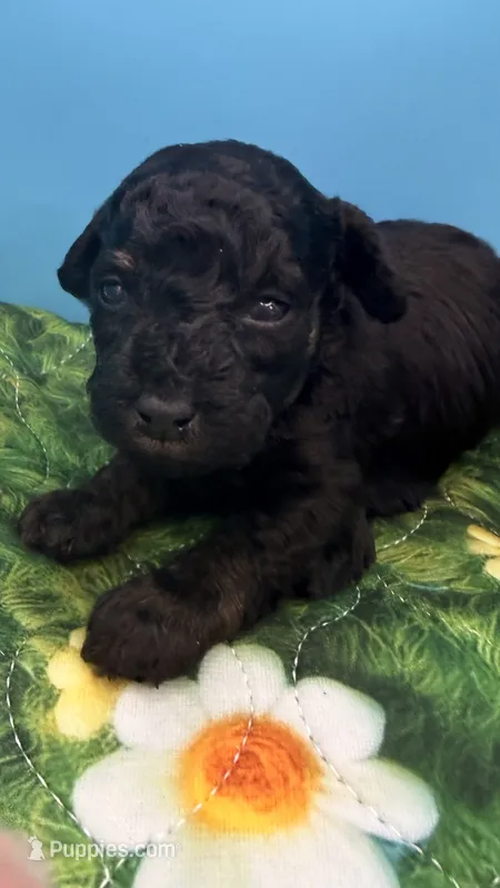 Curly – Poodle - Toy  puppy for sale in Puyallup, WA