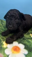 Curly, a male Poodle - Toy  for sale in Puyallup, WA – 1 of 3