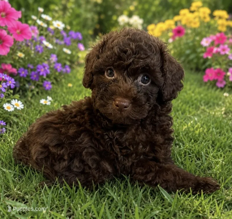 🧸Buster Brown🤎 – Poodle - Toy  puppy for sale in Puyallup, WA