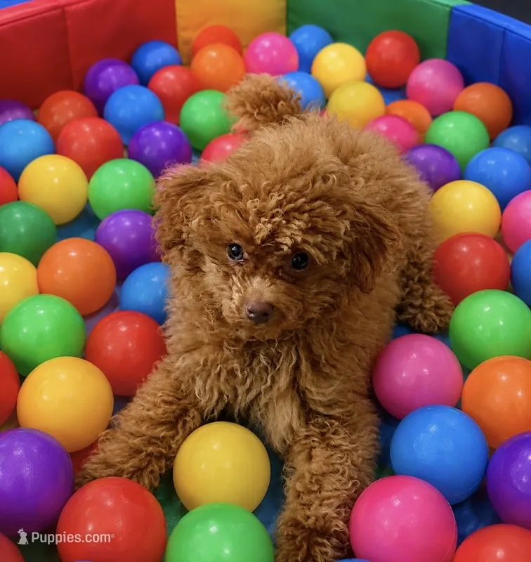 Koda🧸 – Poodle - Toy  puppy for sale in Puyallup, WA