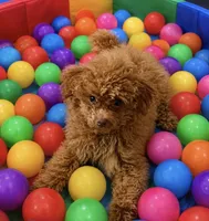 Koda🧸 Pending!, a male Poodle - Toy  for sale in Puyallup, WA – 6 of 8