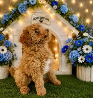 Koda🧸, a male Poodle - Toy  for sale in Puyallup, WA – 1 of 4