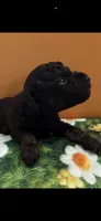 Tux, a male Poodle - Toy  for sale in Puyallup, WA – 3 of 4