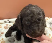 Buster Brown, a male Poodle - Toy  for sale in Puyallup, WA – 9 of 9