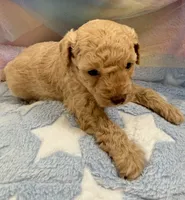 Captain , a male Poodle - Toy  for sale in Puyallup, WA – 3 of 3
