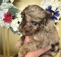 Timber-brown merle PENDING, a male Poodle - Toy  for sale in Puyallup, WA – 1 of 8