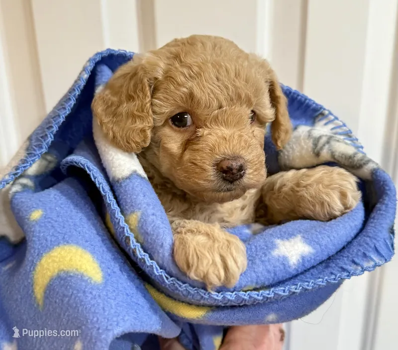Twinkle  – Poodle - Toy  puppy for sale in Puyallup, WA