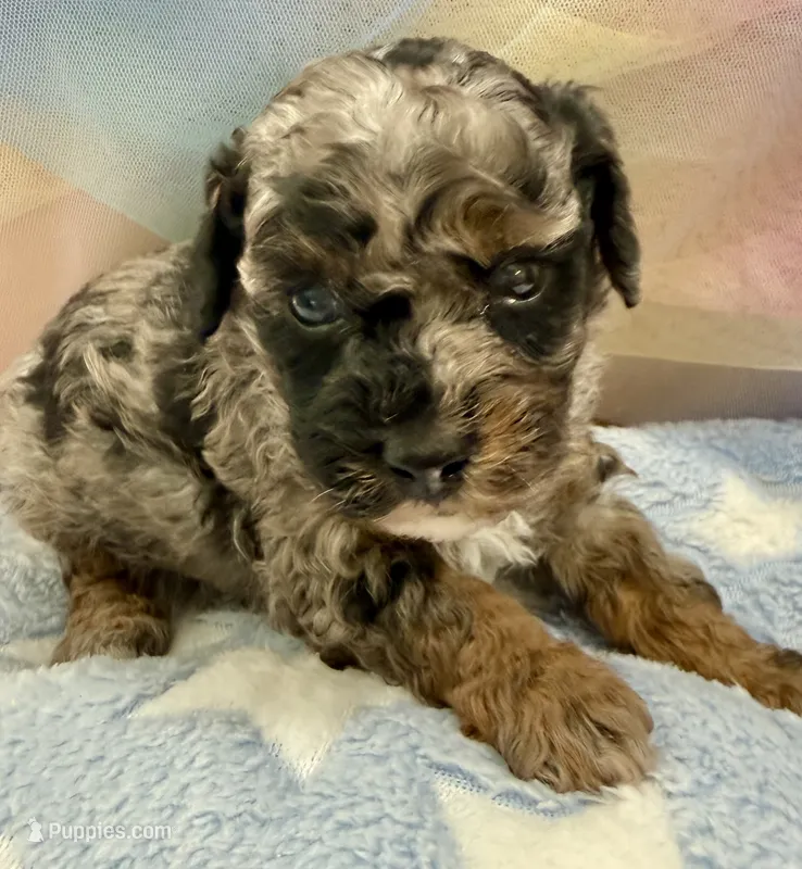 Levi – Poodle - Miniature  puppy for sale in Puyallup, WA