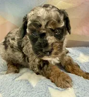 Levi, a male Poodle - Toy  for sale in Puyallup, WA – 1 of 3